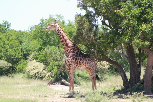Day 11 – Hluhluwe/iMfolozi [2 of 2]