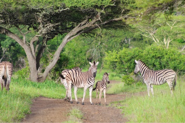 Day 10 -Two more tours in the reserve